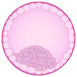 Blastocyst Culture