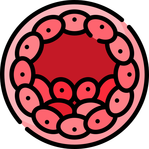 Blastocyst Culture